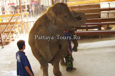 Слоны в Таиланде