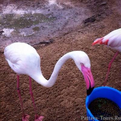розовый фламинго в зоопарк Као Кео