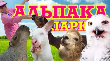 Альпака Парк