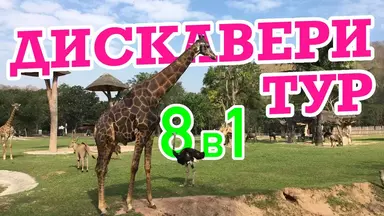 Жираф и страус гуляют по газону в зоопарке Кхао Кхео