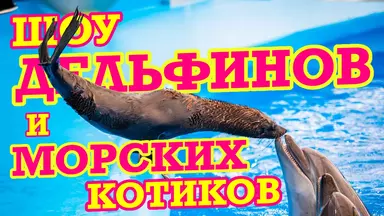 Дельфинарий в Паттайе