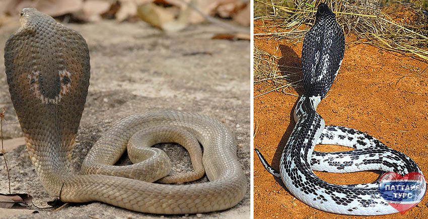 Змеи Таиланда - Сиамская очковая кобра (Naja siamensis)