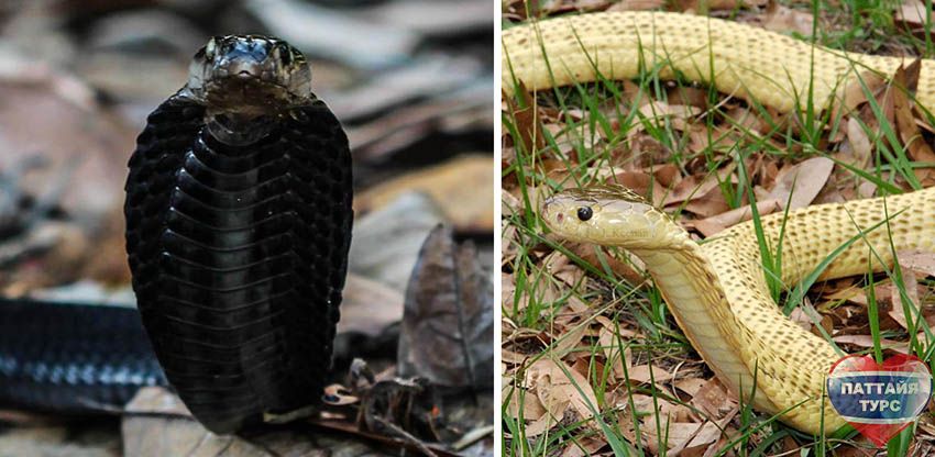 Змеи Таиланда - Экваториальная плюющаяся кобра (Naja sumatrana)