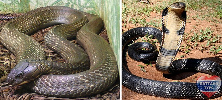 Змеи Таиланда - Королевская кобра (Ophiophagus hannah)