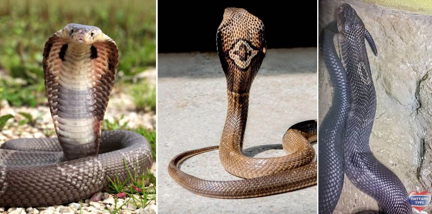 Змеи Таиланда - Моноклевая кобра (Naja kaouthia)