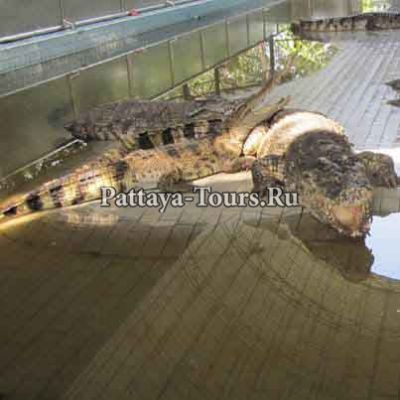 Крокодиловая ферма и Парк миллионнолетних камней в Паттайе