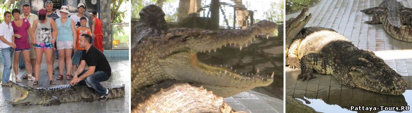 Шоу Крокодилов - Крокодиловая ферма и Парк миллионнолетних камней в Паттайе
