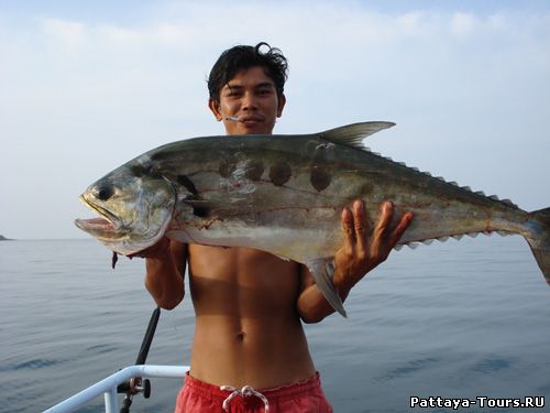 Большая Рыбалка - Big Fishing - Рыбалка на хищника